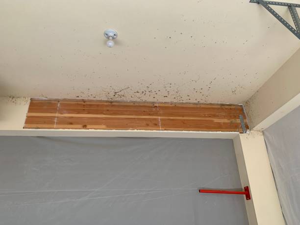  , USA Mold Removal Pros